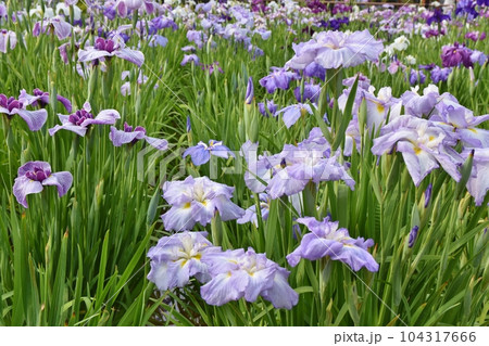 色とりどりの花菖蒲 東京 色とりどりの花菖蒲 東京 104317666