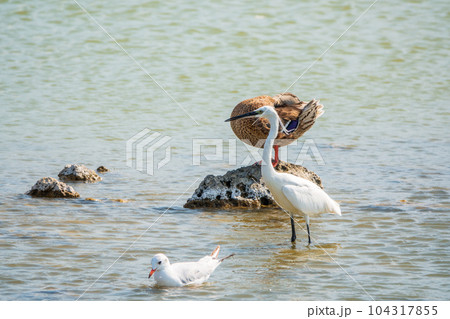 The small white heron or Little egret stands in the lake 104317855