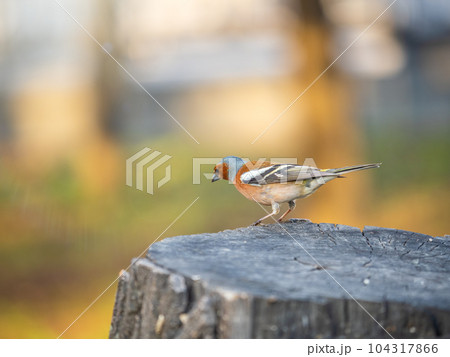 Common chaffinch, Fringilla coelebs, sits on a tree. Common chaffinch in wildlife. 104317866