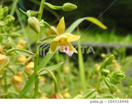 日本人好みの落ち着いた色合いから茶花としても使われる「カキラン」(柿蘭) 日本人好みの落ち着いた色合いから茶花としても使われる「カキラン」(柿蘭) 104318446