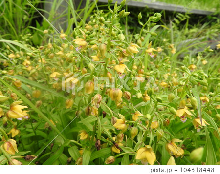 日本人好みの落ち着いた色合いから茶花としても使われる「カキラン」(柿蘭) 日本人好みの落ち着いた色合いから茶花としても使われる「カキラン」(柿蘭) 104318448