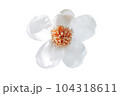 White flower on white background - image 104318611
