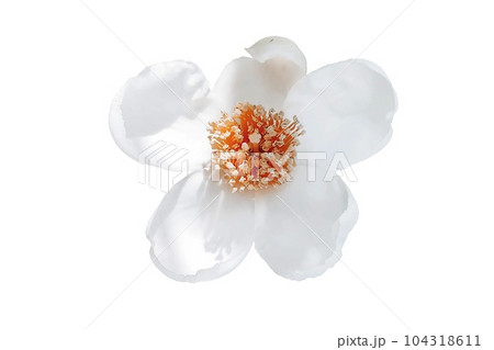 White flower on white background - image White flower on white background - image 104318611