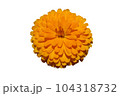 Yellow flower on white background - image  104318732