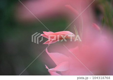 浅桃色のグラジオラス 104318768