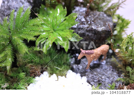 癒しの空間　苔テラリウム 104318877