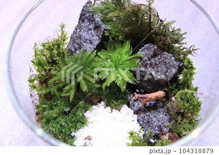 癒しの空間　苔テラリウム 104318879
