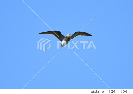 青空を飛ぶオオジシギ 青空を飛ぶオオジシギ 104319049
