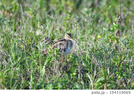 草地に立つオオジシギ 草地に立つオオジシギ 104319069