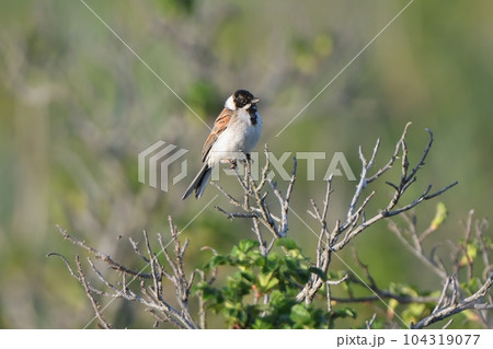 枝にとまるオオジュリン 104319077