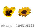 Yellow  flower isolated on white background 104319353