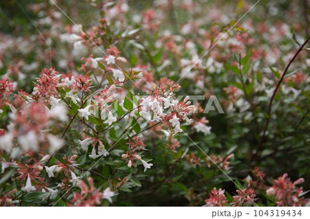 新緑の称念寺 104319434