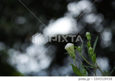 新緑の称念寺 104319438