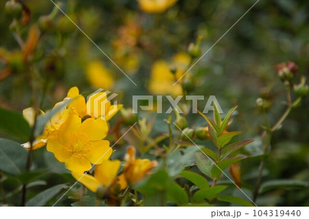 新緑の称念寺 104319440