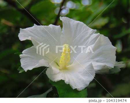 ムクゲの花 104319474