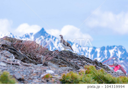 【天然記念物】北アルプスのライチョウ♂【長野県】 104319994