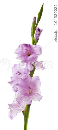 gladiolus 104320029