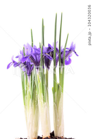iris reticulata 104320036