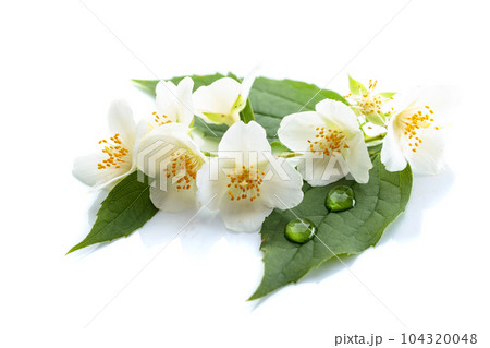 Branch of blooming jasmine on white background. Branch of blooming jasmine on white background. 104320048