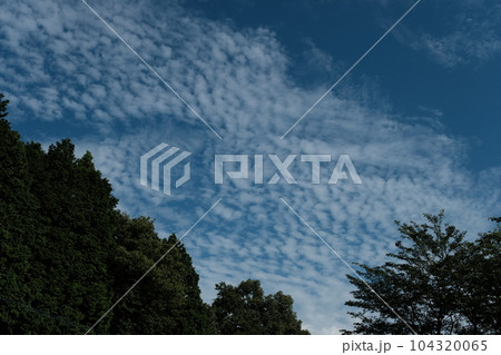 木々と青空 104320065