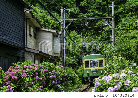 鎌倉市 あじさいと江ノ電300系 御霊神社付近 鎌倉市 あじさいと江ノ電300系 御霊神社付近 104320314