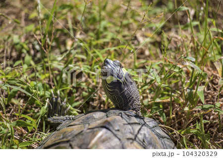 草むらのカメ 104320329