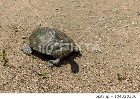 砂の上を歩くカメ 104320336