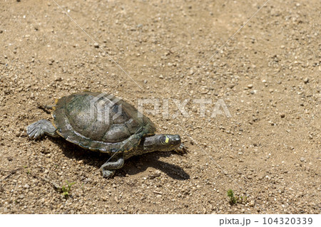 砂の上を歩くカメ 104320339