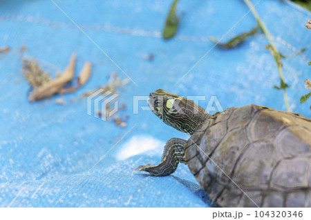 青い防水シートの上を歩くカメ 104320346
