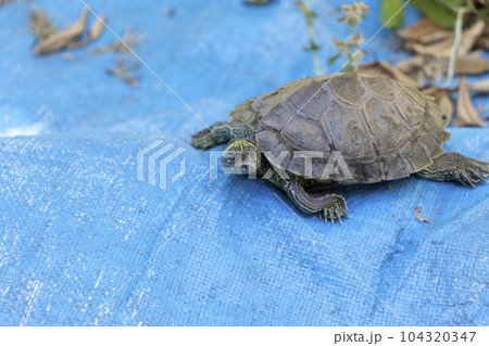 青い防水シートの上を歩くカメ 青い防水シートの上を歩くカメ 104320347