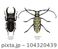 オオクワガタとシロスジカミキリ オオクワガタとシロスジカミキリ 104320439