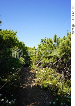 エゾイソツツジの回廊 エゾイソツツジの回廊 104321069