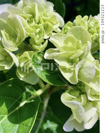 雨あがりの植物 104321213