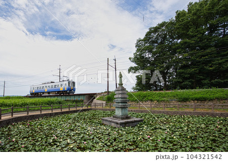 淵龍の池から睡蓮とえちぜん鉄道を見る 104321542