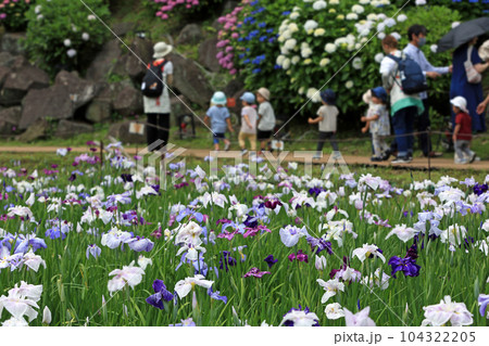 小田原城公園のあじさいと花菖蒲 104322205