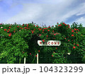バラ園へwelcome 104323299