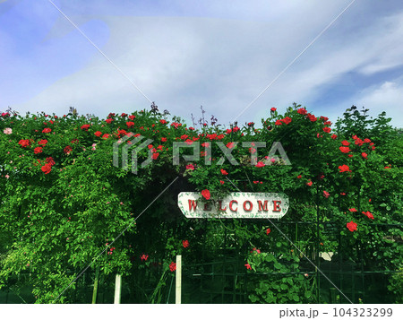バラ園へwelcome バラ園へwelcome 104323299