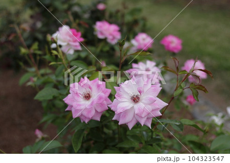 荒尾市 おもやい市民花壇 バラの花、 荒尾市 おもやい市民花壇 バラの花、 104323547