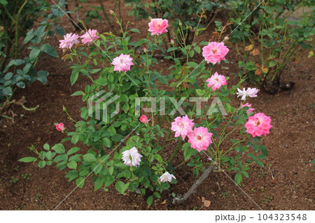 荒尾市 おもやい市民花壇 バラの花、 荒尾市 おもやい市民花壇 バラの花、 104323548