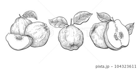 Quince sketch drawings 104323611