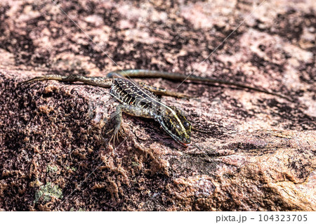Lizard at the Buracao waterfall, Ibicoara, Chapada Diamantina in Bahia, Brazil Lizard at the Buracao waterfall, Ibicoara, Chapada Diamantina in Bahia, Brazil 104323705