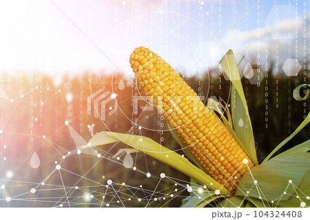 Agricultural technologies on the farm. Corn with biological holographic data and analytics technology. Agricultural development, cultivation modernization concept. 104324408