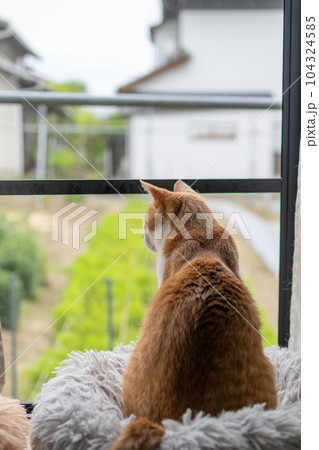 窓の外を見つめる猫　茶トラ白 104324585