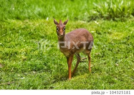 Kirk Dik-dik Tiny Antelope 104325181