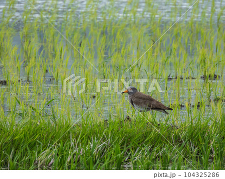 水田の畔に立つケリ 104325286