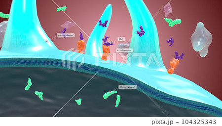 Platelet activation and aggregation play an important role in occlusive vascular events Platelet activation and aggregation play an important role in occlusive vascular events 104325343