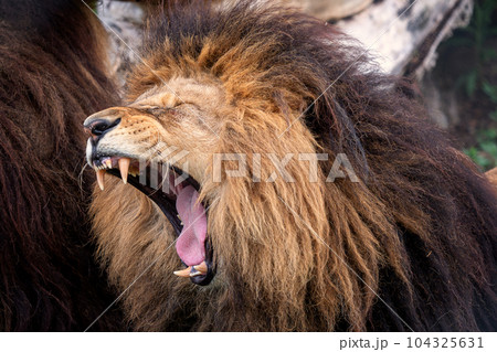 Yawning lion with very sharp teeth Yawning lion with very sharp teeth 104325631