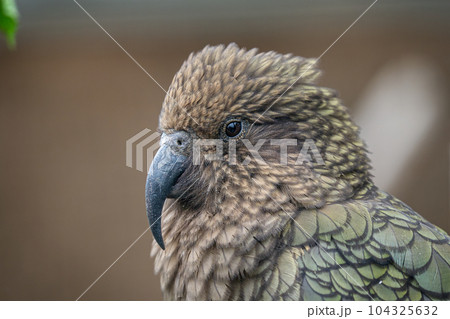 Kea, Nestor notabilis is a parrot from New Zealand 104325632