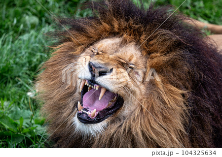 African lion roaring with open mouth African lion roaring with open mouth 104325634