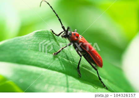 ベニカミキリ　昆虫 104326157